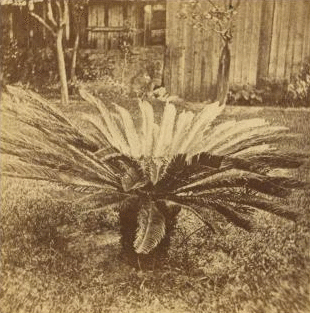 Sago Palm, St. Augustine. 1865?-1905? [ca. 1870]