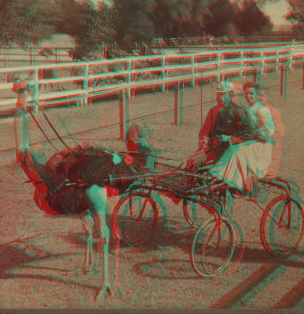 Famous trotting ostrich "Oliver, W." -- harnessed for a spin -- record of 2.02 -- Jacksonville, Fla. 1870?-1906? 1905