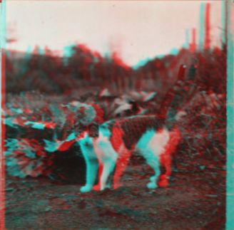 [Cat standing in a field.] September 1918 1915-1919