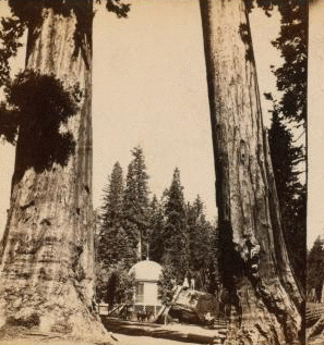 Section of the Big Tree, 30 feet in diameter, and House over the Stump, from the Sentinels. ca. 1864?-1874? 1864?-1874?