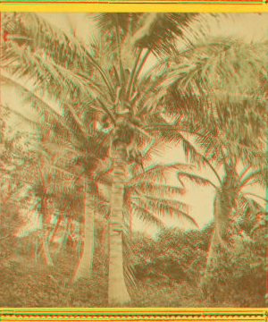 Cocoanut [Coconut] trees showing fruit. 1870?-1910?