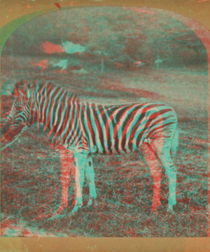 Zebra. [1865?-1901?]