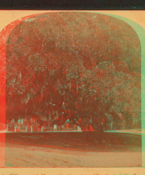 Large oak, 700 years old, Magnolia Cemetery, Charleston, S.C. 1860?-1903?