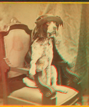 [Studio portrait of a dog in a chair wearing a hat.] 1862?-1885?