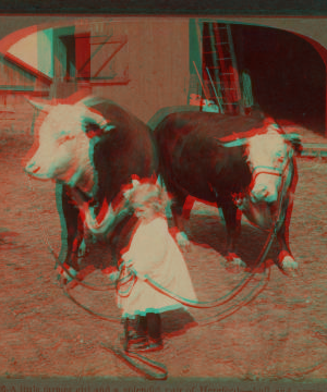 A little farmer girl and a splendid pair of Herefords -- bull and cow -- stock farm, Kansas. 1868?-1906? 1903