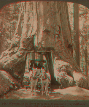 Wawona, as we drove through it, Mariposa Grove, California. 1867?-1902 1902