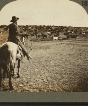 Round-up on the Sherman ranch, Geneseo, Kansas, U.S.A. 1868?-1906?