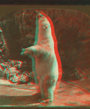 Polar bear (Ursus maritimus), Zoo, Lincoln Park, Chicago. 1865?-1900? 1911?