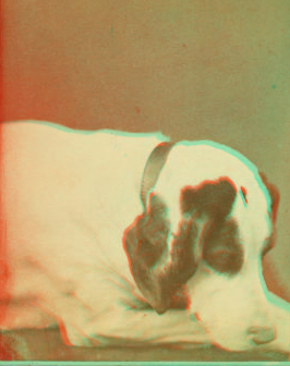 [Studio portrait of a dog.] 1865?-1905?