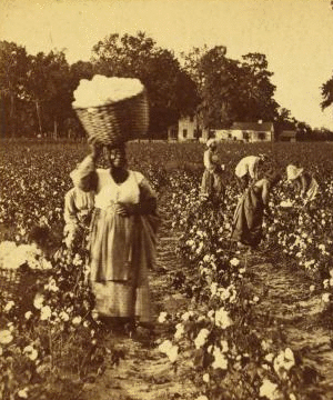 [Picking cotton, woman carrying a bale of cotton.] 1868?-1900?