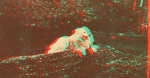 [Dog resting on a rocks.] 1865?-1880?