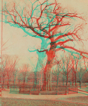 Old Elm, Boston Common