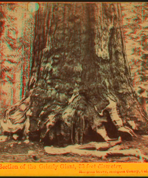 Section of the Grizzly Giant, 33 ft diameter, Mariposa Grove, Mariposa County, Cal. 1867-1874 1867?-1874?