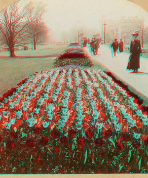 Tulip Beds. Public Gardens, Boston, Mass., U.S.A.