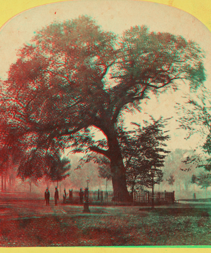 The Old Elm, Boston Common