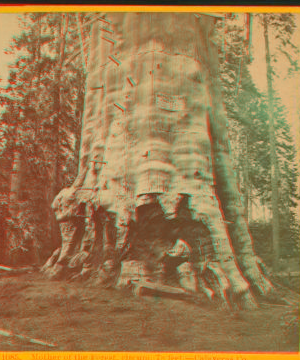 Mother of the Forest, circum. 78 ft., over 300 ft. high - Calaveras Co. ca. 1870 1870