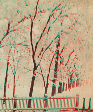 Snow laden trees on the Boston Common