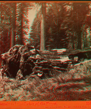 Remains of the Father of the Forest, Mariposa Grove, Mariposa County, Cal. 1867-1874 1867?-1874?