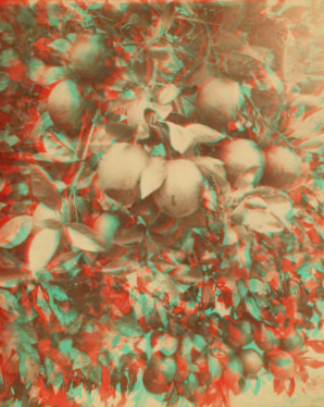 [Orange tree with fruit.] 1870?-1910?