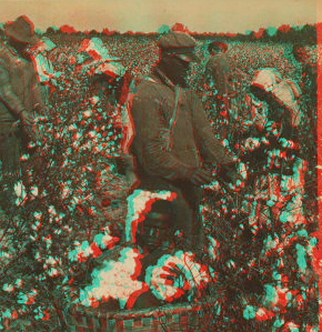 Picking cotton in a great plantation in North Carolina, U.S.A. 1865?-1903