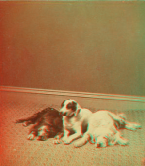 [Studio portrait of 3 dogs.] 1865?-1905?