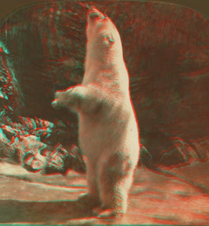 Polar bear (Ursus maritimus), Zoo, Lincoln Park, Chicago. 1865?-1900? 1911?