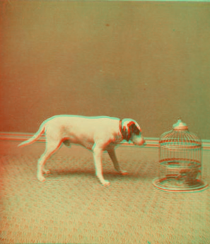 [Studio view showing a dogs with a bird in a cage.] 1865?-1905?