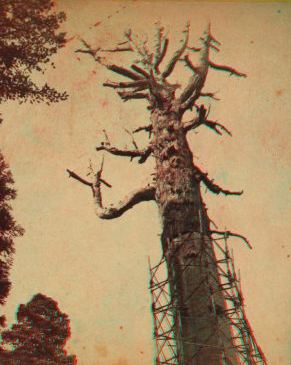 Top of the Mother of the Forest. 1860?-1874? 1860-1874