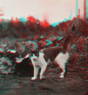 [Cat standing in a field.] September 1918 1915-1919