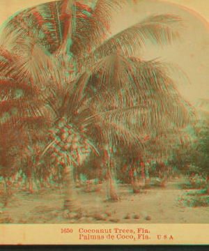 Cocoanut [Coconut] trees, Fla. Palmas de Coco, Fla., U.S.A. 1870?-1910?