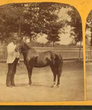 "Little Phil" [showing a man with small horse]. 1865?-1885?