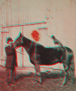 [Man and the horse with a dog on its back.] 1860?-1915? [ca. 1890]