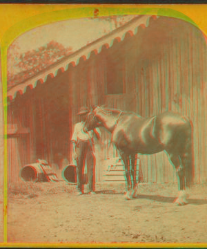 Lexington. (Race horse.) 1865?-1885?