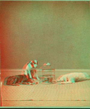 [Studio portrait of 3 dogs and a birdcage.] 1865?-1905?