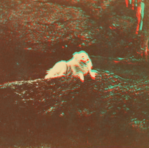 [Dog resting on a rocks.] 1865?-1880?