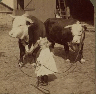 A little farmer girl and a splendid pair of Herefords -- bull and cow -- stock farm, Kansas. 1868?-1906? 1903