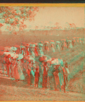 View of laborers returning from picking cotton at sunset, on Alex. Knox's plantation, Mount Pleasant, near Charleston, S.C. 1861?-1880?