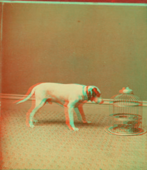 [Studio view showing a dogs with a bird in a cage.] 1865?-1905?