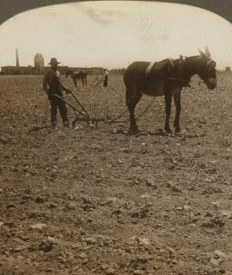 Cultivating Cotton, Dallas, Texas, U.S.A. 1865?-1915? 1905