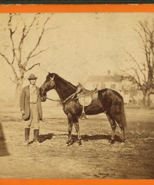 Jeff. Davis, one of Gen. Grant's saddle horses. Taken at City Point, Va. 1861-1865