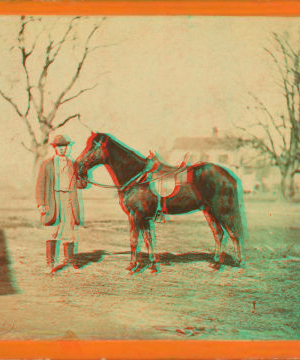 Jeff. Davis, one of Gen. Grant's saddle horses. Taken at City Point, Va. 1861-1865