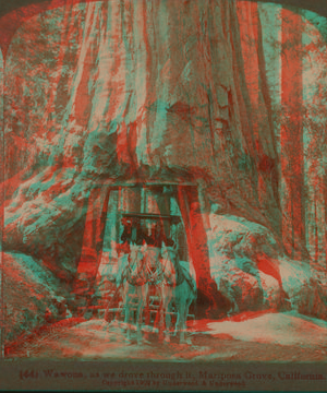 Wawona, as we drove through it, Mariposa Grove, California. 1867?-1902 1902