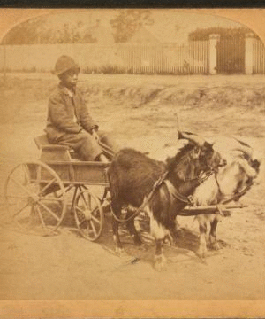 A stylish Virginia turnout, U.S.A. [showing African American boy in goat cart]. 1865?-1896?