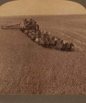 Evolution of the sickle and flail, 33 horse team combined harvester, Walla Walla, Washington. 1902 1870?-1920?