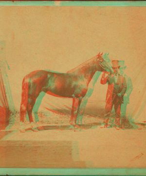 Horse by Sir Walter, a son of Schaeffer [...] 1868?-1875?