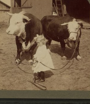 A little farmer girl and a splendid pair of Herefords -- bull and cow -- stock farm, Kansas. 1868?-1906? 1903