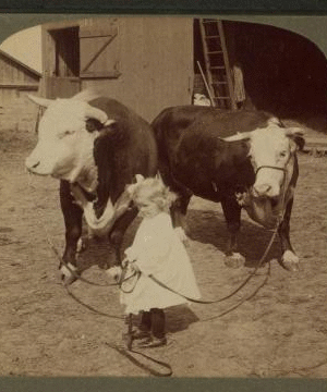 A little farmer girl and a splendid pair of Herefords -- bull and cow -- stock farm, Kansas. 1868?-1906? 1903