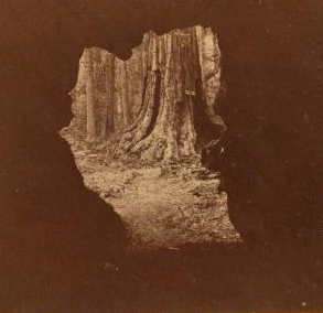 Uncle Tom's Cabin, from a point 40 feet in the interior of the Big Tree Eagle Wing, Calaveras County. ca. 1864?-1874? 1864?-1874?