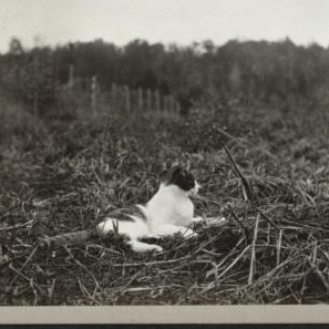 [Cat lying in a field.] September 1918 1915-1919