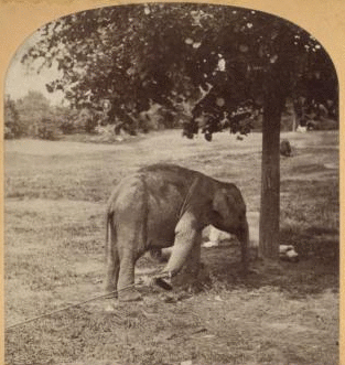 Elephant, Central Park, New York. [1865?-1901?]